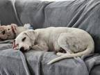 Adopt Catching Freedom a Boxer / Dachshund dog in Merrifield, VA (41419098)