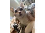 Adopt Amber a Tortoiseshell Domestic Mediumhair / Mixed (medium coat) cat in