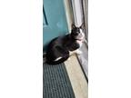 Adopt Unknown a Black & White or Tuxedo American Shorthair / Mixed (short coat)
