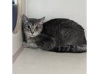 Adopt Rosie a Gray or Blue Domestic Shorthair / Mixed Breed (Medium) / Mixed
