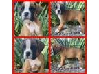 Boxer Puppy for sale in Johnson, NE, USA