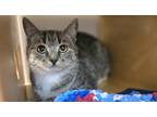 Adopt Little Momma a Brown or Chocolate Domestic Shorthair / Domestic Shorthair