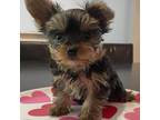Yorkshire Terrier Puppy for sale in Waldorf, MD, USA