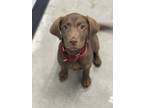 Adopt Matilda a Brown/Chocolate Labrador Retriever / Mixed dog in Georgetown