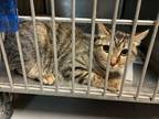 Adopt Kiwi a Gray or Blue Domestic Shorthair / Domestic Shorthair / Mixed cat in
