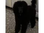 Poodle (Toy) Puppy for sale in Simpsonville, SC, USA