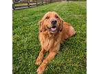 Adopt Moose a Tan/Yellow/Fawn Golden Retriever / Mixed dog in Louisville
