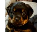 Rottweiler Puppy for sale in Pingree Grove, IL, USA