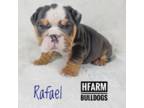 Bulldog Puppy for sale in Glendale, AZ, USA