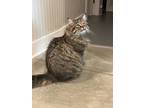 Adopt Arlo a Brown or Chocolate Maine Coon / Domestic Shorthair / Mixed cat in