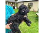 Goldendoodle Puppy for sale in Franklin, WV, USA