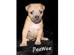 Adopt Pee Wee a Black American Staffordshire Terrier / Mixed Breed (Medium) /
