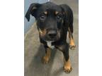 Adopt Goose a Black Boxer / Hound (Unknown Type) / Mixed (short coat) dog in