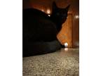 Adopt 2700 Rosewood Dr a All Black Domestic Shorthair / Domestic Shorthair /