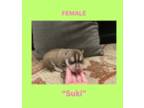 Siberian Husky Puppy for sale in Hartwell, GA, USA