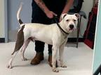 Adopt Meathead a White Mixed Breed (Large) / Mixed dog in Savannah