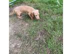 Dachshund Puppy for sale in Hookstown, PA, USA