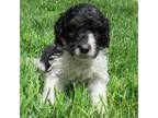 Mutt Puppy for sale in Yorkville, IL, USA
