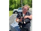 Adopt 55896854 a Black Mixed Breed (Medium) / Mixed dog in Blue Ridge