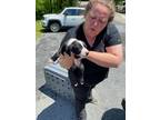 Adopt 55896804 a Black Mixed Breed (Medium) / Mixed dog in Blue Ridge