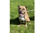Adopt Twix a Brindle American Pit Bull Terrier / Mixed dog in Fergus Falls