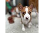 Basenji Puppy for sale in Longwood, FL, USA