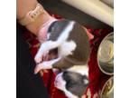 Basenji Puppy for sale in Longwood, FL, USA