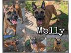 Adopt Molly a Brown/Chocolate Belgian Malinois / Mixed Breed (Medium) / Mixed