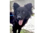 Adopt Harley a Black Border Collie / Mixed dog in Houston, TX (41393048)