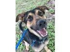 Adopt Ace a Black Shepherd (Unknown Type) / Mixed Breed (Medium) / Mixed (short