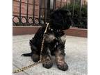 Cavapoo Puppy for sale in East Orange, NJ, USA