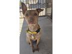 Adopt Rebecca a Brown/Chocolate Boston Terrier / American Pit Bull Terrier /