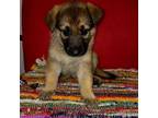 German Shepherd Dog Puppy for sale in Savage, MN, USA