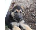 German Shepherd Dog Puppy for sale in Savage, MN, USA