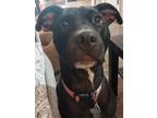Adopt Aphrodite a Black Mutt / Mixed dog in Austin, TX (41433133)