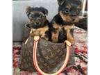 Yorkshire Terrier Puppy for sale in Omaha, NE, USA