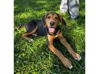 Adopt Bocephus a Black Hound (Unknown Type) / Mixed dog in Terre Haute