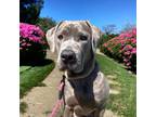 Adopt Stormy a Gray/Blue/Silver/Salt & Pepper Cane Corso / Mixed dog in Salem
