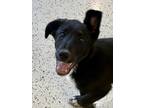 Adopt Jess a Black Border Collie / Mixed dog in Glasgow, KY (40856449)
