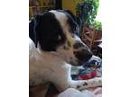 Adopt Domino a White - with Black Great Pyrenees / Mutt / Mixed dog in Kensett