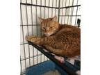Adopt Pumpkin a Orange or Red Tabby Tabby (short coat) cat in Lompoc
