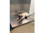 Adopt 55897182 a White Australian Shepherd / Mixed dog in Fort Worth
