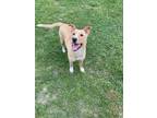 Adopt Tori a Tan/Yellow/Fawn Mixed Breed (Small) / Mixed dog in New Bern