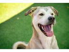 Adopt Atlas a Tan/Yellow/Fawn Anatolian Shepherd / Mixed dog in Burleson