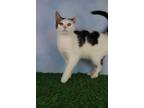 Adopt Toad a White (Mostly) Domestic Shorthair / Mixed cat in Petersburg