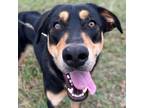 Adopt Farley a Black Doberman Pinscher / Mixed dog in Bryan, TX (40821809)