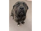 Adopt Yayo a Brown/Chocolate Mastiff / Mixed dog in South Bend, IN (41433268)
