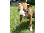 Adopt Buster a Red/Golden/Orange/Chestnut American Pit Bull Terrier / Mixed dog