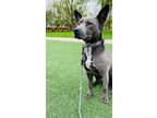 Adopt Odin a Gray/Blue/Silver/Salt & Pepper Terrier (Unknown Type