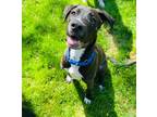 Adopt Milo (24-054 D) a Black - with White Mixed Breed (Medium) / Mixed dog in